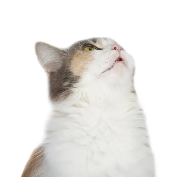 Яскравий Пухнастий Смішний Кіт Ізольований Фоні — стокове фото