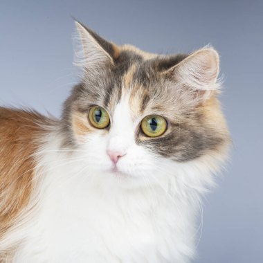 Arka planda izole edilmiş parlak tüylü komik kedi.