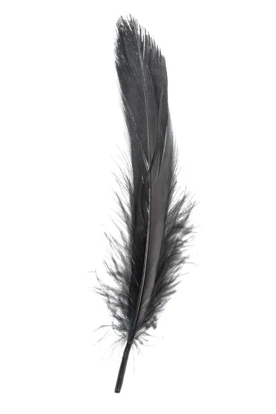 Beyaz Arkaplanda Izole Edilmiş Güzel Siyah Tüy — Stok fotoğraf