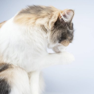 Kabarık tüylü kedi yüzünü yalıyor.