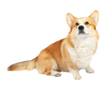 Corgi beyaz arka planda izole edildi. Tatlı kırmızı köpek. 