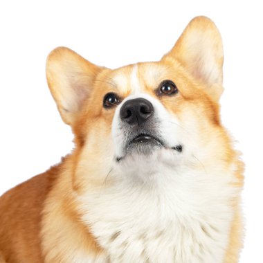 Corgi beyaz arka planda izole edildi. Tatlı kırmızı köpek. 