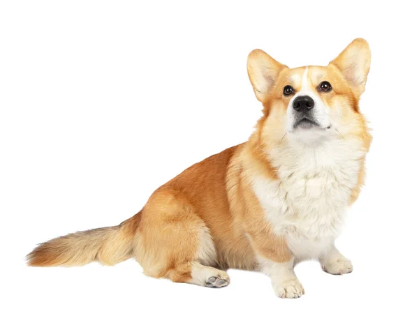 Corgi beyaz arka planda izole edildi. Tatlı kırmızı köpek. 
