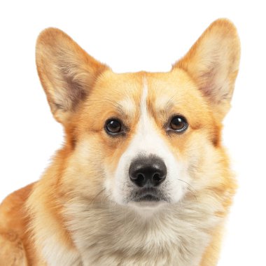 Galli Corgi Pembroke Köpek Beyaz Arkaplanda Stüdyoda izole edildi