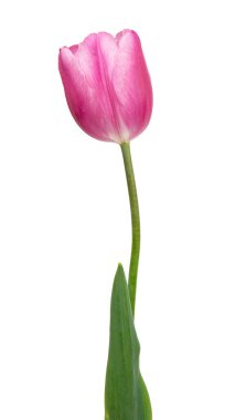 Beyaz arkaplanda izole edilmiş pembe lale çiçeği
