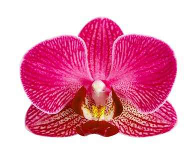 Closeup of pink phalaenopsis orchid on white background