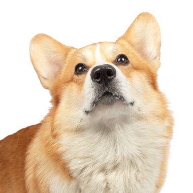 Beyaz arka plan üzerinde izole Galce corgi pembroke