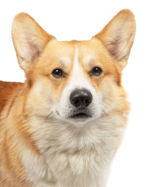 Beyaz arka plan üzerinde izole Galce corgi pembroke