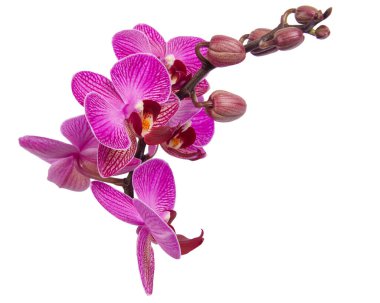 Closeup of pink phalaenopsis orchid on white background