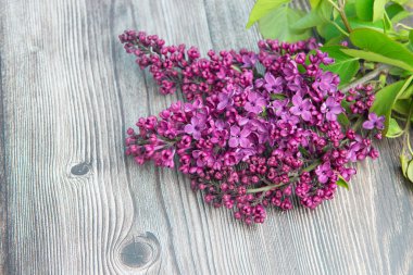 Bahar Eflatun mor çiçekler, yumuşak çiçek arka plan görüntü