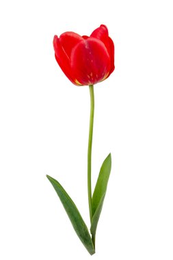 Beyaz arkaplanda kırmızı lale izole edildi