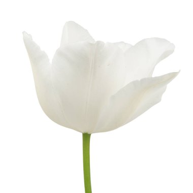 Beyaz arka planda beyaz lale çiçeği. Reklam için güzel kompozisyon 