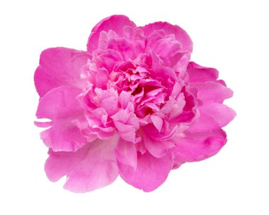 Beyaz arka planda izole edilmiş güzel pembe şakayık.