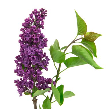 Beyaz üzerine mor leylak dalı. Beyaz arka planda bir demet taze mor leylak çiçeği. Stüdyo çekimi.