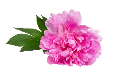 Pembe güzel şakayık çiçeği beyaz arka planda izole edilmiş.