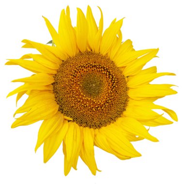 Flower of sunflower isolated on white background. Seeds and oil. Flat lay, top view clipart