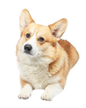 Corgi welsh pembroke beyaz arkaplanda izole