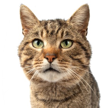 Beyaz arka planda bir kedinin portresi