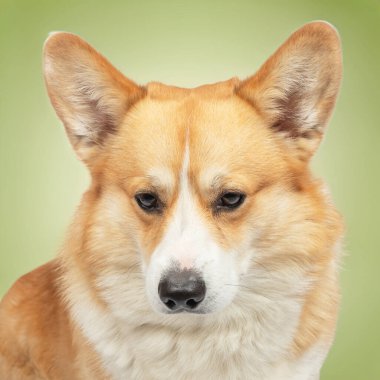 Corgi galsh pembroke izole edilmiş. 