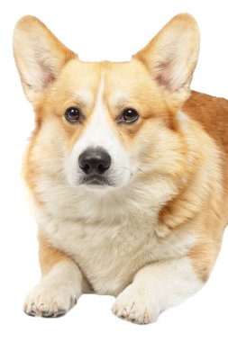 Corgi galsh pembroke izole edilmiş. 