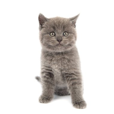 Beyaz arka planda şirin gri İngiliz Shorthair kedisi..