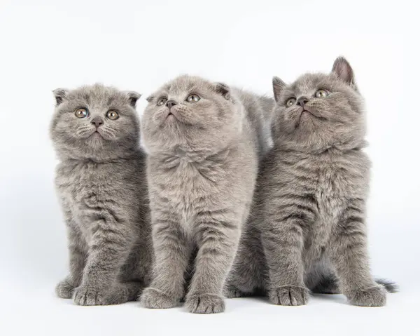 stock image Cute grey British Shorthair cat kitten on a white background.