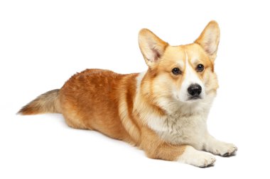Corgi beyaz arka planda izole edildi. Tatlı kırmızı köpek.