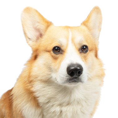 Corgi beyaz arka planda izole edildi. Tatlı kırmızı köpek.