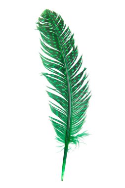 Beyaz izole bir arkaplanda kaz tüyü