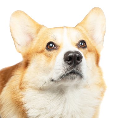 Pembroke Welsh Corgi beyaz arkaplanda izole edildi
