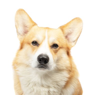 Pembroke Welsh Corgi beyaz arkaplanda izole edildi