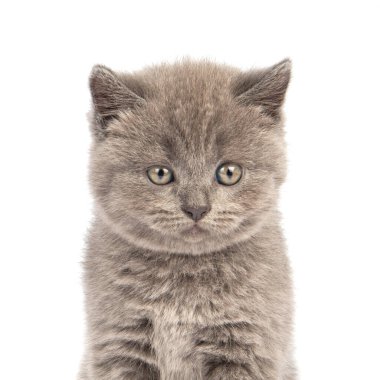 Gri İskoç Katlayan Kedi beyaz arka planda oturur. Neşeli bir kedi yavrusu..