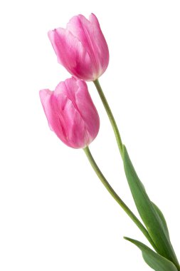 bahar çiçekleri beyaz arkaplanda izole laleler