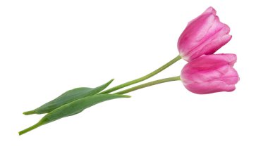 bahar çiçekleri beyaz arkaplanda izole laleler