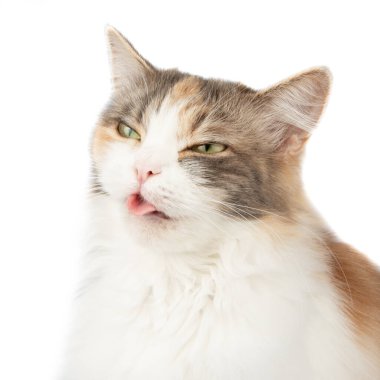 Fluffy long hair cat sitting isolated on the white background
