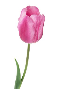 Lale beyaz arka planda izole edildi. Kesme yolu