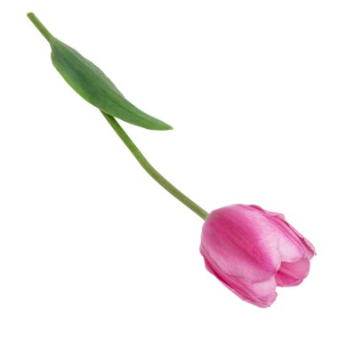 Beyaz arka planda izole edilmiş genç pembe laleler.