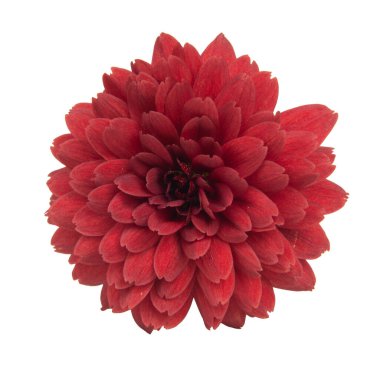 Beyaz arka plan üzerinde izole kasımpatı sonbahar güzel renkli çiçek.