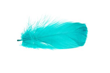Renkli kaz tüyü. Büyük kuş tüyleri.