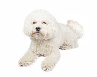 Bichon Frise köpeği. Köpek beyaz bir arka planda izole edilmiş. Beyaz köpek..