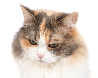 Fluffy long hair cat portrait isolated on the white background