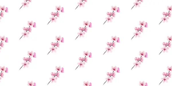 Beyaz arka planda Sakura. Kirazlı suluboya tomurcuk. Çiçek açan kiraz çiçeği taşıyıcısı. Pembe sakura çiçeği arkaplanı. Sakura çiçekli kiraz çiçeği dalı. Suluboya kiraz çiçeği vektörü.