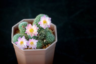 'Rebutia Karnavalı' denilen çiçekli kaktüs.