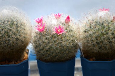 'Mammillaria Bocasana' adlı çiçekli kaktüs.