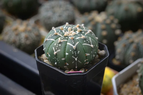 Kaktus Med Blommor Som Kallas Astrophytum Asterias Vshape — Stockfoto