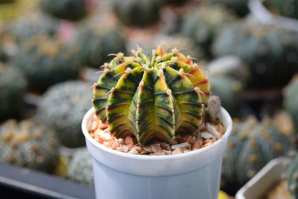 Kaktus Med Blommor Som Kallas Gymnocalycium Mihanovichii Hybrid Variegat — Stockfoto
