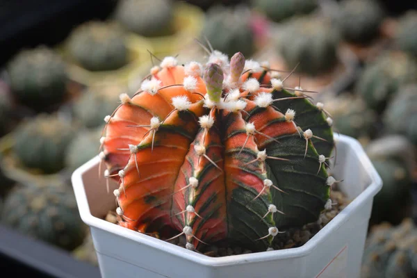 Kaktus Med Blommor Som Kallas Gymnocalycium Mihanovichii Hybrid Variegat — Stockfoto