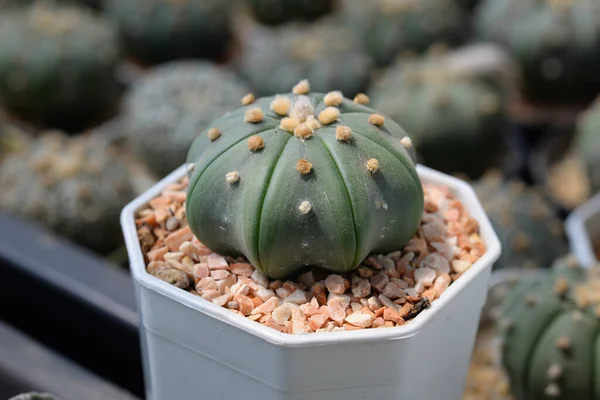 Kaktus Med Blommor Som Kallas Astrophytum Asterias Nudums — Stockfoto