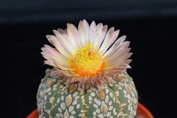 Cactus with flowers called \'Astrophytum Asterias Super kabuto\'