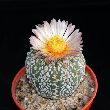 'Astrophytum Asterias Super Kabuto' isimli çiçekli kaktüs.